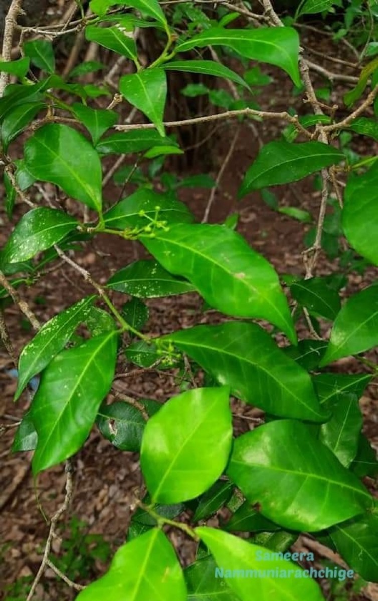 Blachia umbellata (Willd.) Baill.